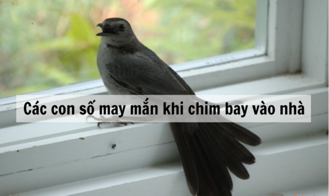 chim-bay-vao-nha-chet-la-diem-gi